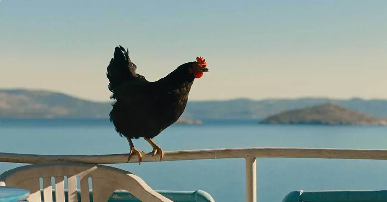 GIFF: HEN